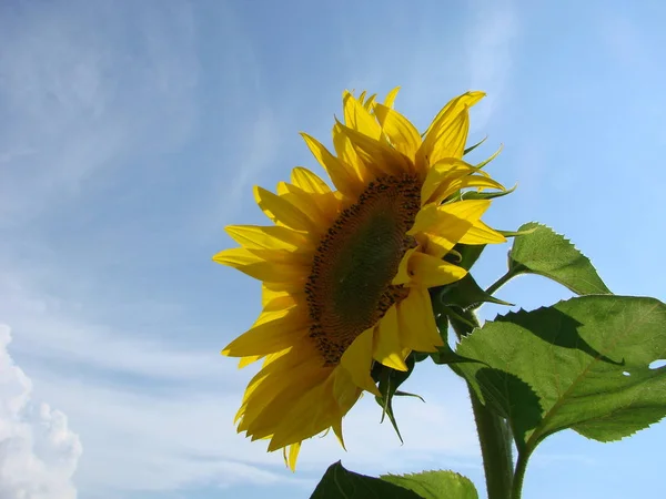 向日葵生长在田野里 在夏天的蓝天背景下 — 图库照片