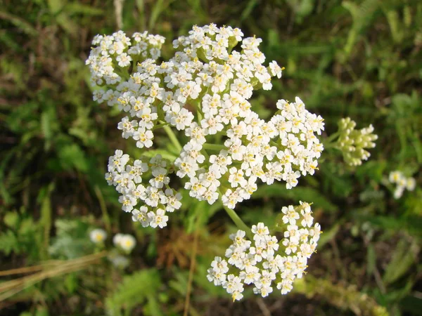 Milfoil Flores Foto Macro Prado Erva Medicinal Achillea Millefolium Yarrow — Fotografia de Stock