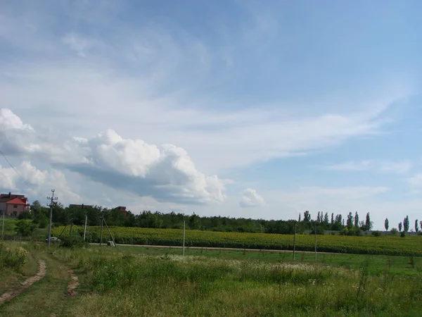 Helles Üppiges Grasfeld Unter Blauem Sonnigem Himmel Ländliche Weidelandschaft Mit — Stockfoto