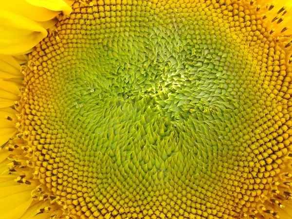 Sunflowers Grow Field Summer Background Blue Sky Close — Stock Photo, Image