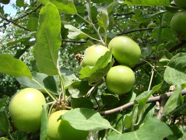 Zelená Jablka Větvi Připravená Sklizni Venku — Stock fotografie