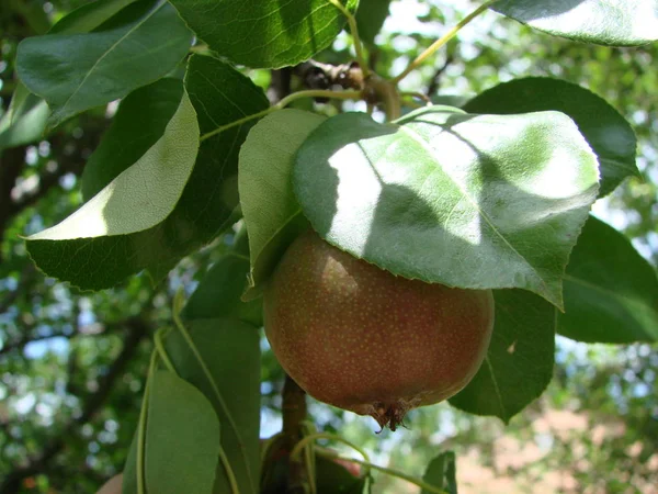 Des Poires Juteux Fond Aliments Frais Mûrs Biologiques Feuille Verte — Photo