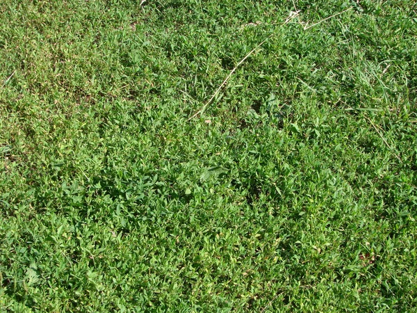 Bir tarladan yeşil çimen dokusu