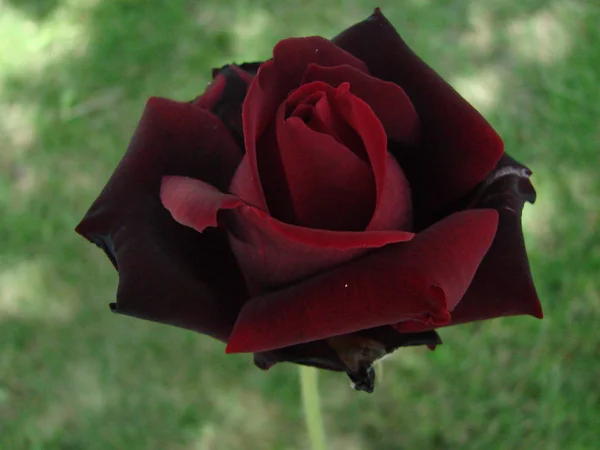 Knopp Blomma Röd Ros Bakgrunden Grönt Gräs Trädgården Våren Sommaren — Stockfoto