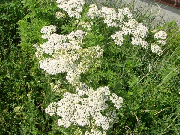 Milfoil Flowers Meadow Macro Photo Medical Herb Achillea Millefolium Yarrow — Stock Photo, Image