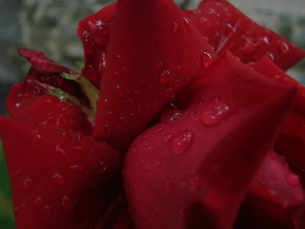 Knospe Blume Einer Roten Rose Auf Dem Hintergrund Von Grünem — Stockfoto