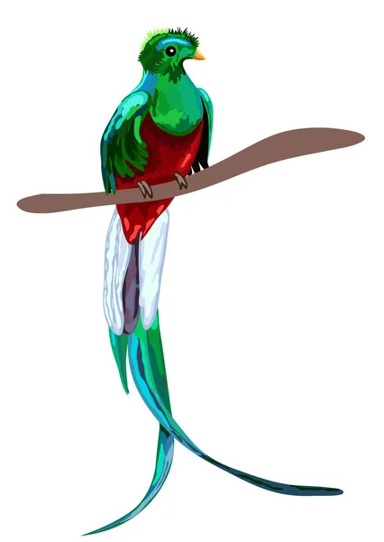 Verde pájaro tropical Quetzal resplandeciente sentado en rama aislado sobre fondo blanco — Archivo Imágenes Vectoriales