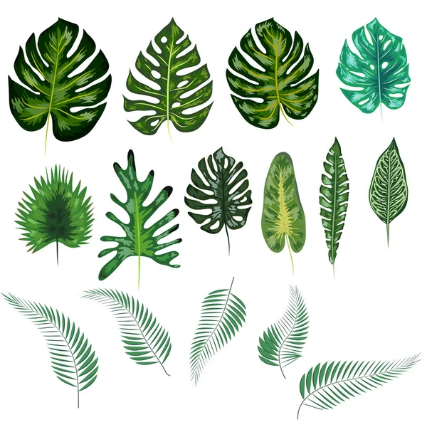 Hermosa ilustración botánica dibujada a mano con hojas tropicales — Vector de stock