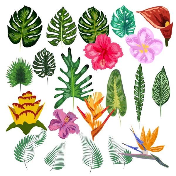 Tropische collectie met exotische bloemen en bladeren. ontwerp geïsoleerde elementen op de witte achtergrond. — Stockvector