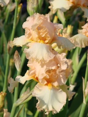 Iris germanica'nın güzel çiçekleri. Yaz bahçesi.