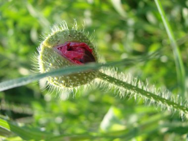 Haşhaş kırmızı çiçekler anma günü için sembolü olarak sahada. Parlak çiçek