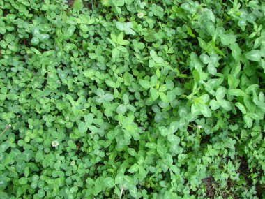 Şanslı İrlanda Dört Yaprak Yontucu Aziz Patrick Günü için tarlada