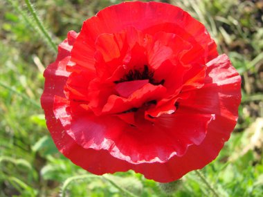 Gökyüzüne karşı kırmızı haşhaş çiçekleri. Sığ alan derinliği