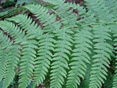 Güzel eğrelti otları yaprak yeşil yaprakları doğal çiçek eğrelti otu arka plan.