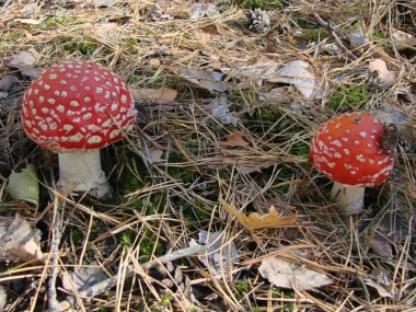 Toksik ve halüsinojen mantarlar sonbahar orman arka plan üzerinde çim Agaric Fly. 