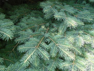 Mavi ladin, yeşil ladin, mavi ladin, bilimsel adı Picea pungens ile, ladin ağacı nın bir türüdür.