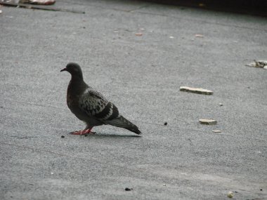 sokakta güvercin içme suyu , yansıma