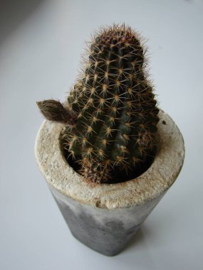 Çiçek açan kaktüs Opuntia monacantha. Pembe kaktüs çiçek tomurcuk