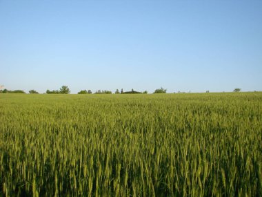 Buğday Sakalları.Buğday tarlası sabah gündoğumu ve güneş ışığı