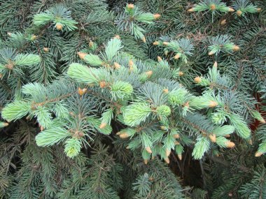 Spruce şubesi. İğneli ladin çok güzel bir dalı. Doğadaki Noel ağacı. Yeşil ladin..
