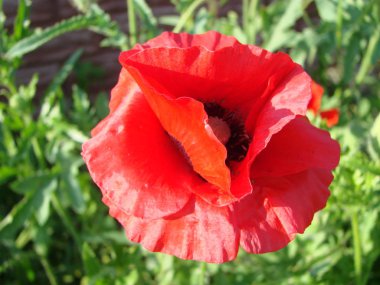 Haşhaş kırmızı çiçekler anma günü için sembolü olarak sahada. Parlak çiçek