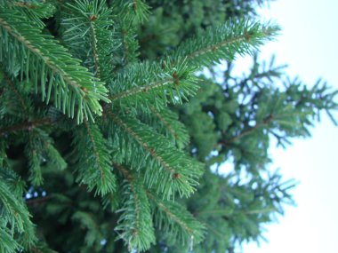 Ladin ağacı Mavi gökyüzüne karşı koniler ile ladin Yeşil dalları