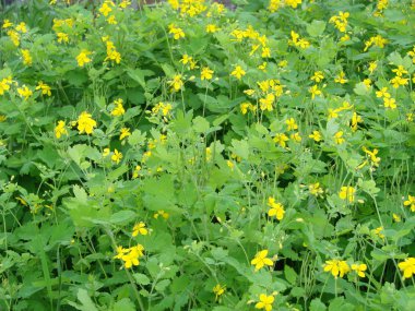 Celandine Chelidonium majus çiçekler, doğal arka plan ile yaprakları