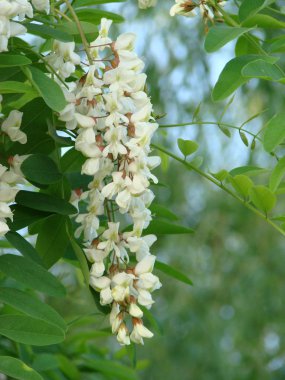 İlkbaharda açan akasya ağacı çiçekleri. Yeşil arka plan lı akasya çiçekleri dalı