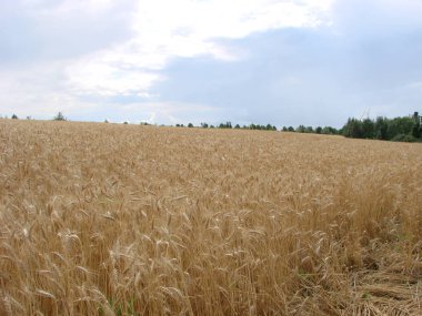 Buğday Tarlası'ndan kırsal kırsal yol. Yaz aylarında Sarı Arpa Sahası. Tarım Mevsimi, Hasat Zamanı. Gün batımında renkli dramatik gökyüzü.