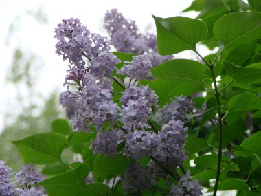 Bahar sahnesinde leylak çiçeği. Bahar açan leylak çiçekleri.