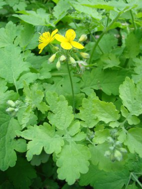 Chelidonium majus, büyük celandine veya tetterwort - papaveraceae familyasından, avrupa'nın yerli chelidonium türleri, haşhaş