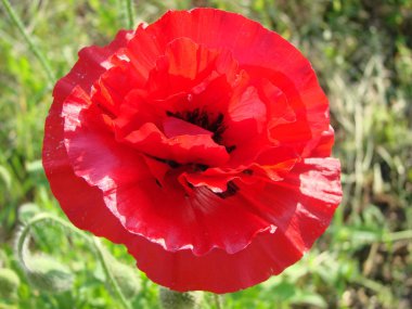 Haşhaş kırmızı çiçekler anma günü için sembolü olarak sahada. Parlak çiçek