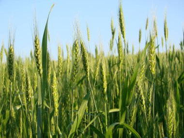 Buğday Sakalları.Buğday tarlası sabah gündoğumu ve güneş ışığı