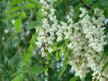 İlkbaharda açan akasya ağacı çiçekleri. Yeşil arka plan lı akasya çiçekleri dalı