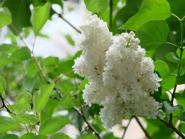 Beyaz leylak çiçeği dal bahar. Bahar açan beyaz leylak çiçekleri.