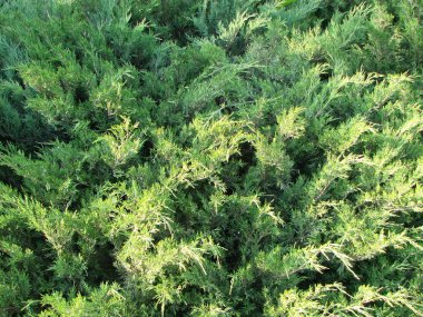 Parktaki ardıç çalısı. Bir tuğla duvar arka plan üzerinde ardıç yeşil çalı. Bir fotoğraf.