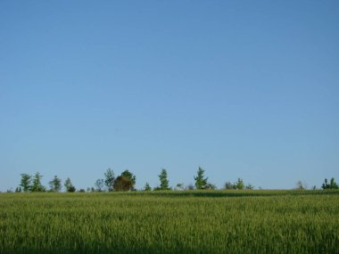 Buğday Sakalları.Buğday tarlası sabah gündoğumu ve güneş ışığı