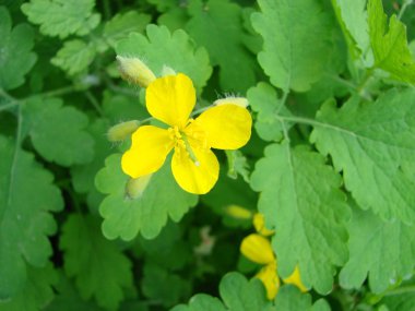 Chelidonium majus, büyük celandine veya tetterwort - papaveraceae familyasından, avrupa'nın yerli chelidonium türleri, haşhaş