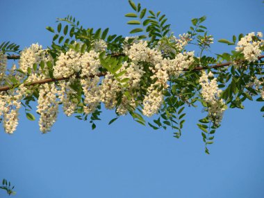 Akasya ağacı çiçekleri ilkbaharda çiçek açar. Akasya çiçek dalı
