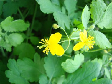 Chelidonium majus, büyük celandine veya tetterwort - papaveraceae familyasından, avrupa'nın yerli chelidonium türleri, haşhaş