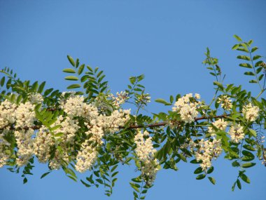 Akasya ağacı çiçekleri ilkbaharda çiçek açar. Akasya çiçek dalı