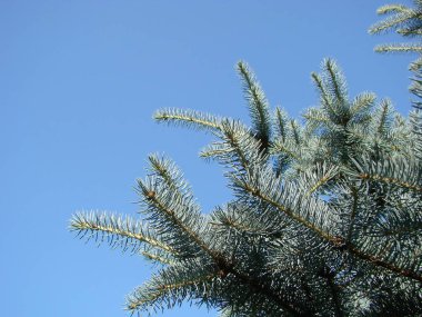 Gökyüzü arka planında mavi ladin dalları, yakın plan makro