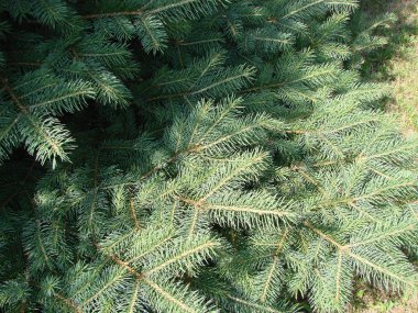 Mavi ladin, yeşil ladin, mavi ladin, bilimsel adı Picea pungens ile, ladin ağacı nın bir türüdür.