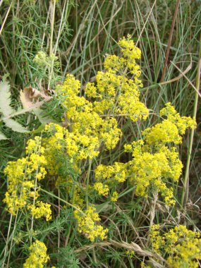 Sarı Bedstraw. Latince adı Galium. Yakından kapatın. Bahar güneş arka plan, fotoğraf duvar kağıdı.