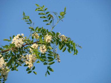 Akasya ağacı çiçekleri ilkbaharda çiçek açar. Akasya çiçek dalı