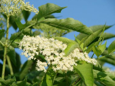 Mürver çalısı. Gökyüzüne karşı çiçek açan yaşlı Sambucus çiçek Dalı. Doğa arka planı.