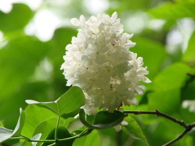 Beyaz leylak çiçeği dal bahar. Bahar açan beyaz leylak çiçekleri.