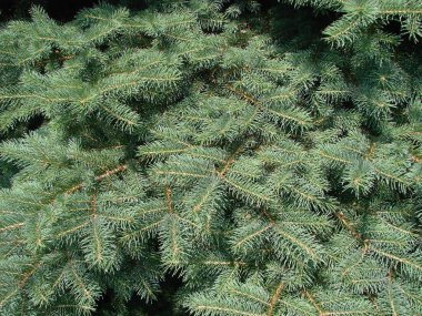 Mavi ladin, yeşil ladin, mavi ladin, bilimsel adı Picea pungens ile, ladin ağacı nın bir türüdür.