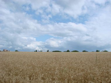 Buğday Tarlası'ndan kırsal kırsal yol. Yaz aylarında Sarı Arpa Sahası. Tarım Mevsimi, Hasat Zamanı. Gün batımında renkli dramatik gökyüzü.