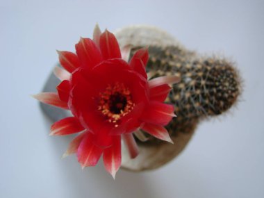 beyaz izole büyük kırmızı çiçekler ile kaktüs